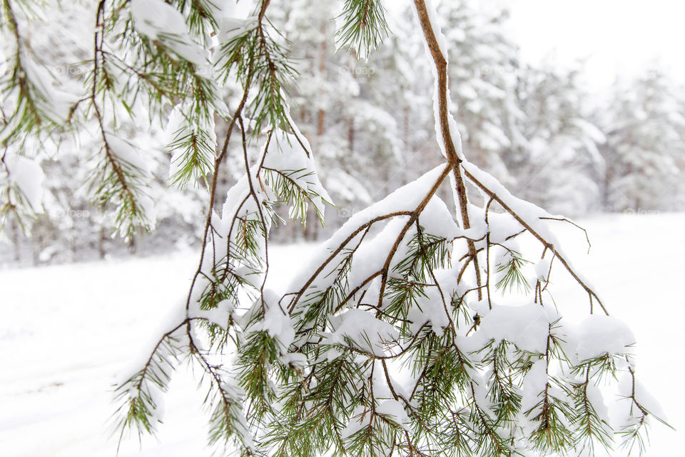 Snowy landscape