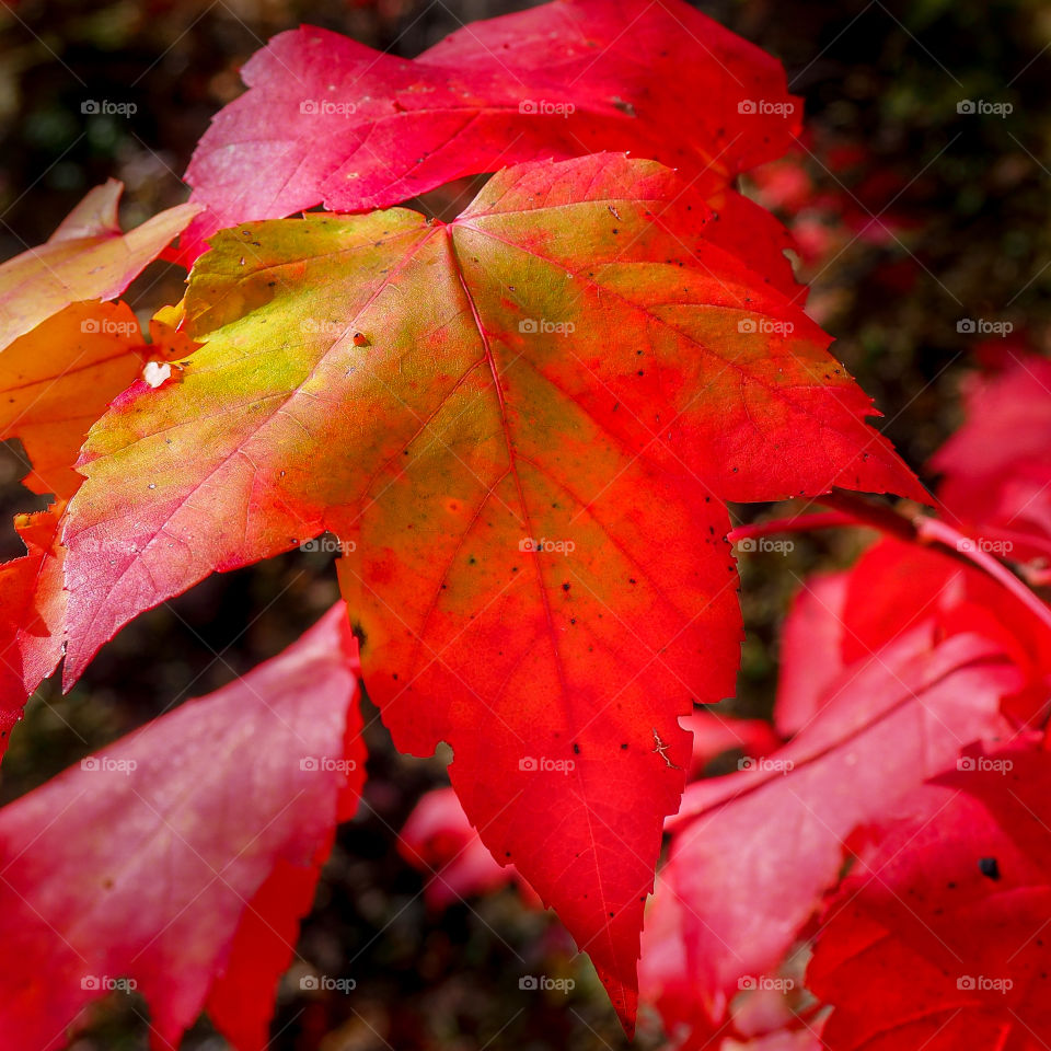 Red maple leaves