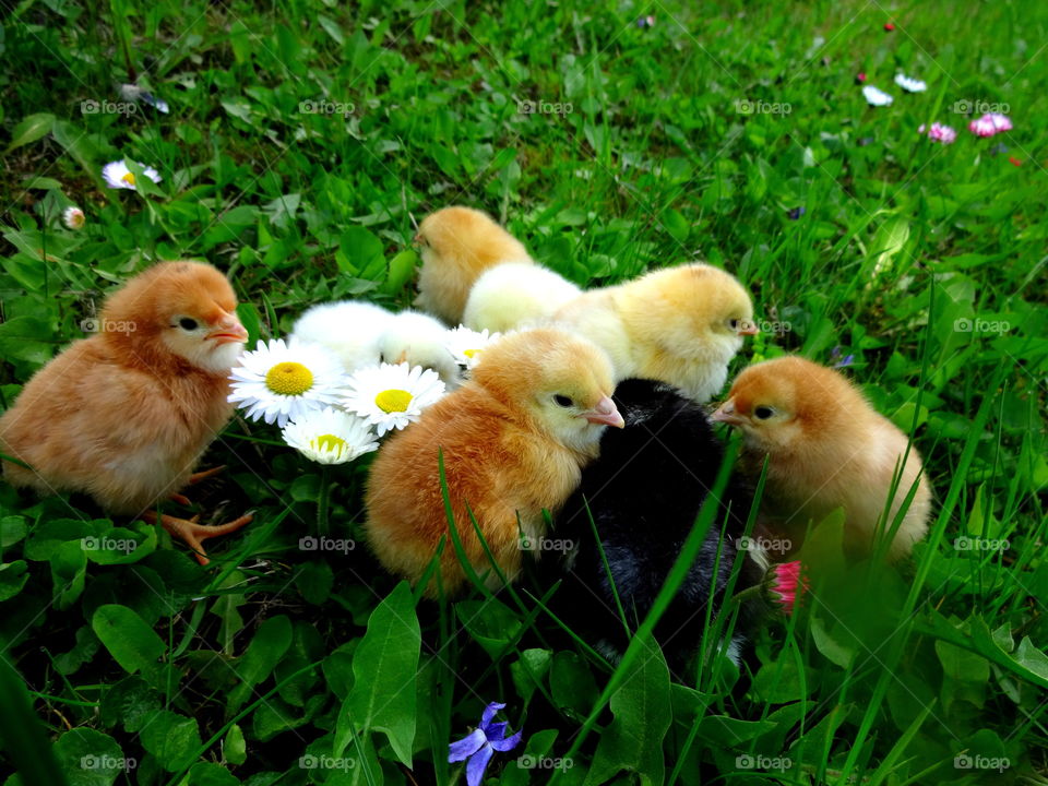 Close-up of chicks near flowers