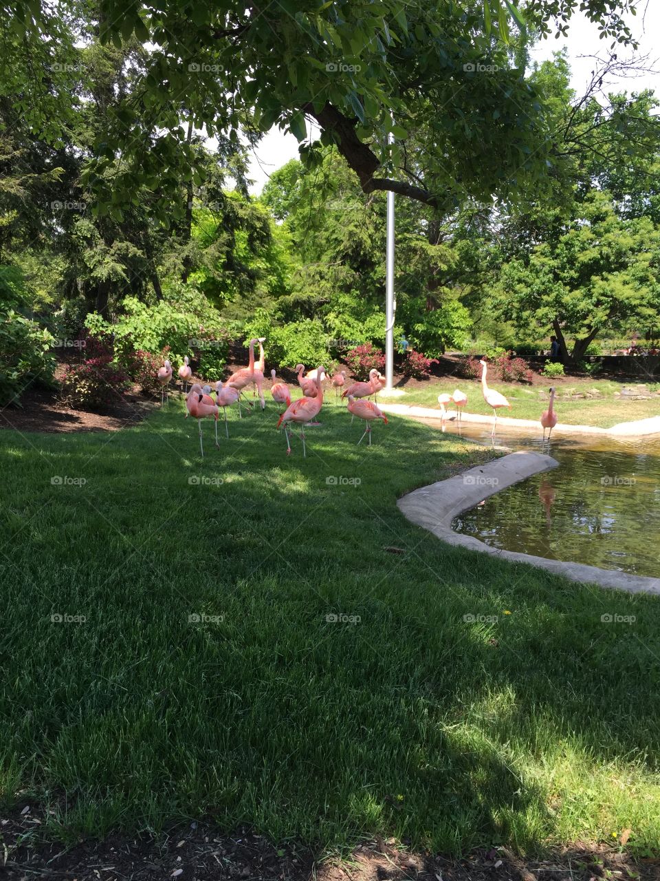 Flamingos at the zoo