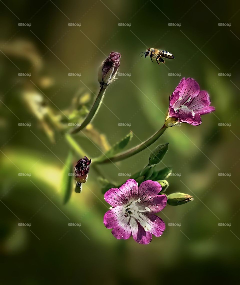 Bee