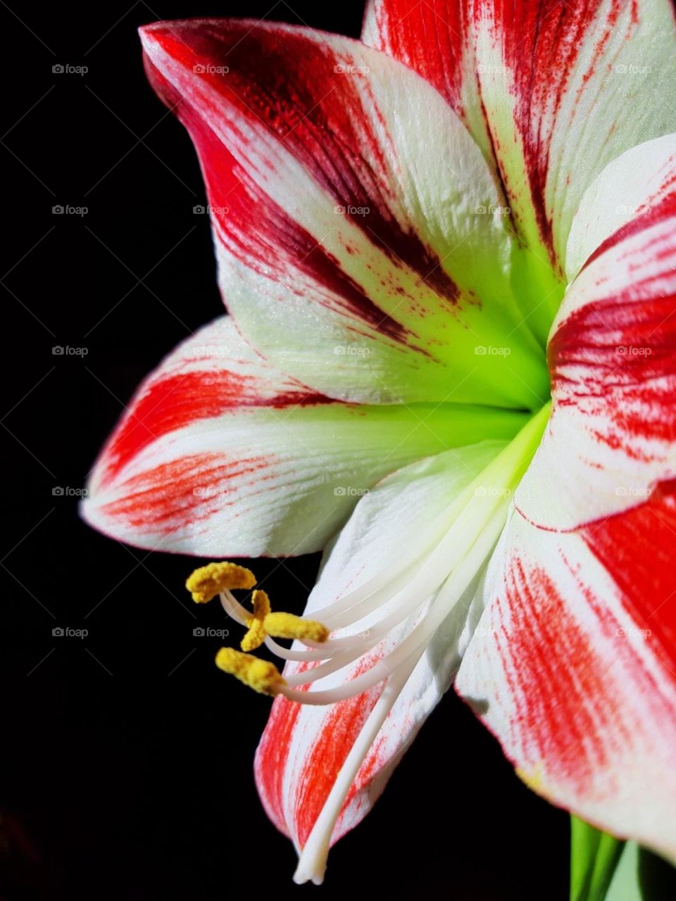 Amaryllis