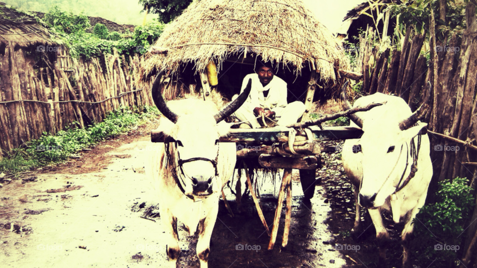 farmer hay bullock bullock cart by prerna.chavan