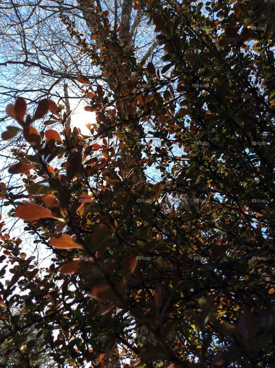 Tree, No Person, Leaf, Nature, Outdoors