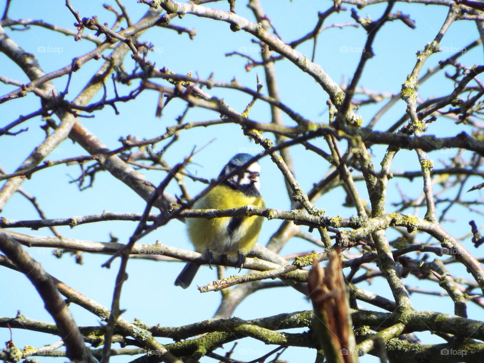 spotted this little bird singing in the sunshine when out walking