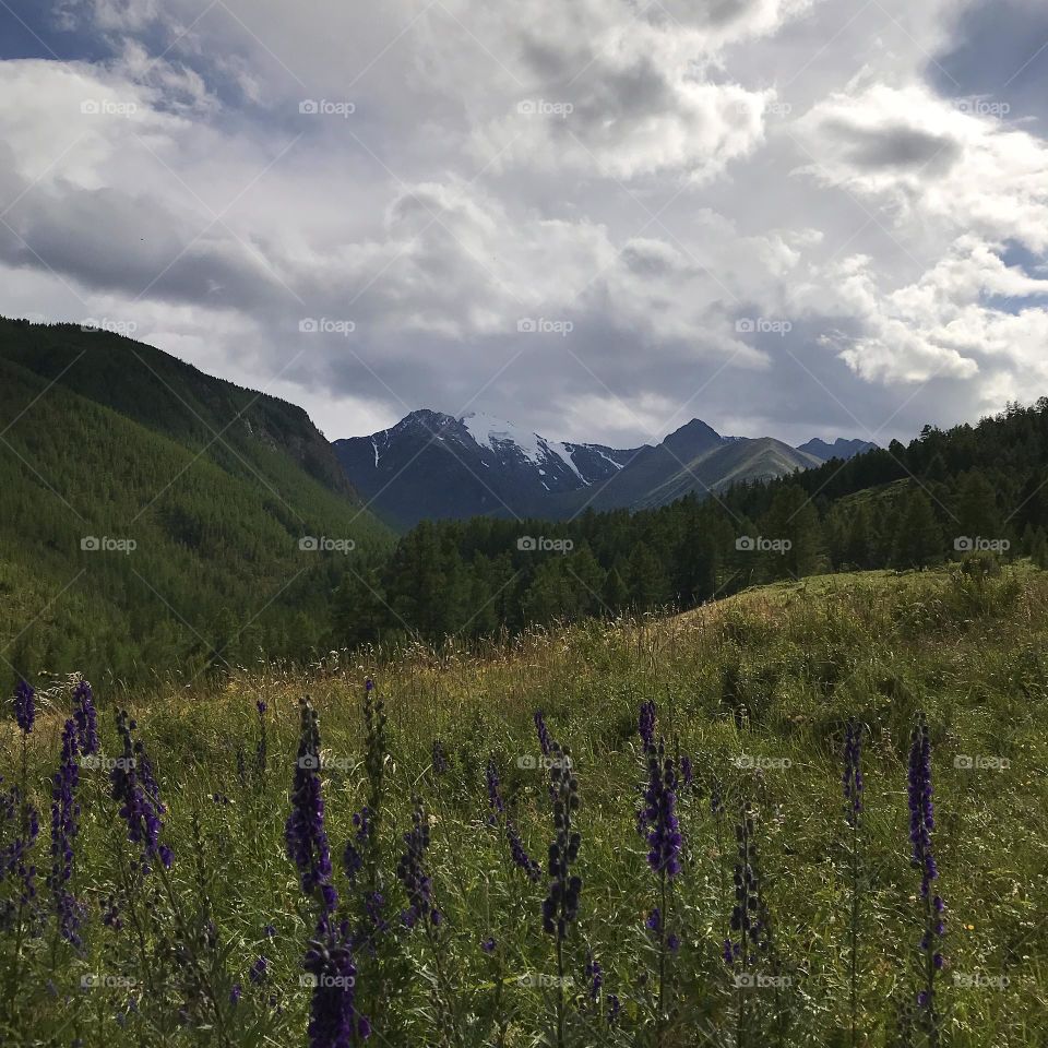 Lavender flowers and the mountain 