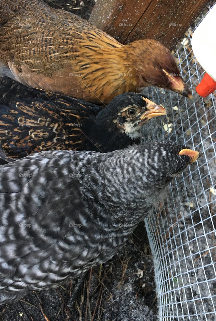 Chicks drinking water