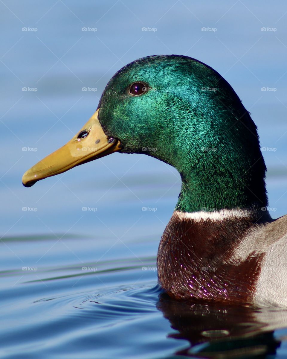 A beautiful male mallard swims through reflective blue water at American Lake, Washington 