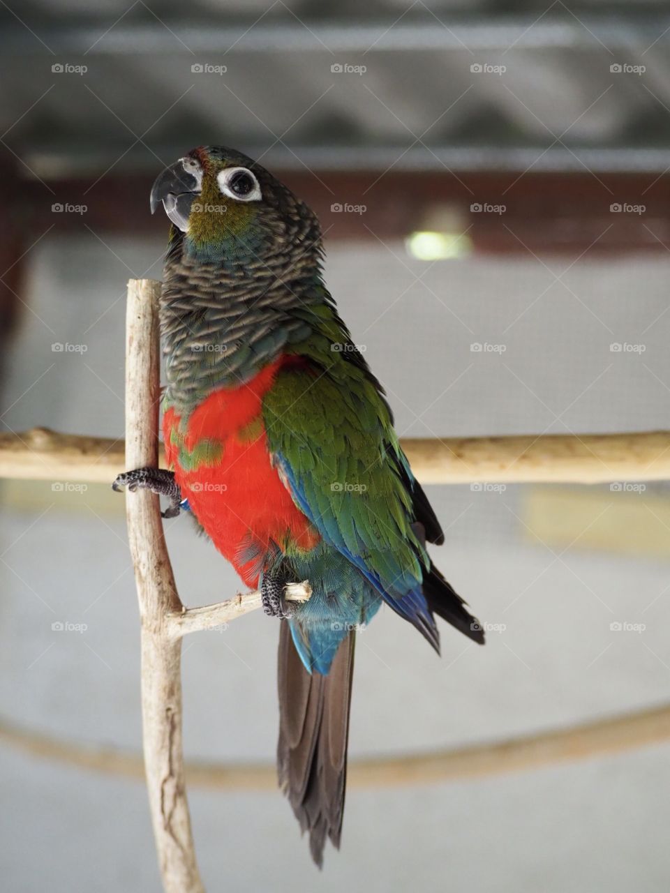 My crimson parrot
