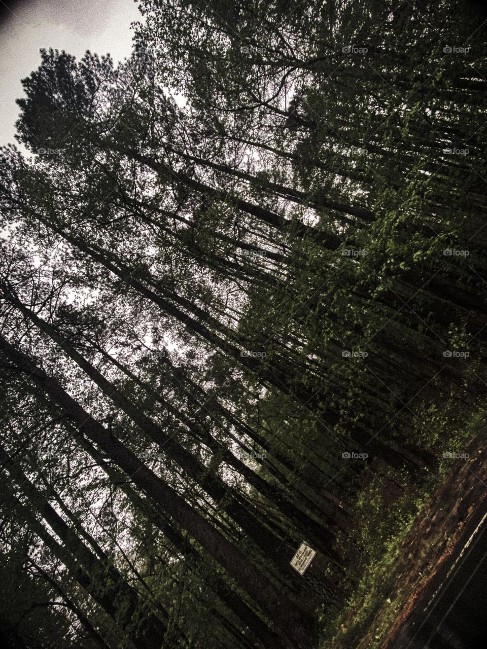 Beautiful tall trees in the forest 