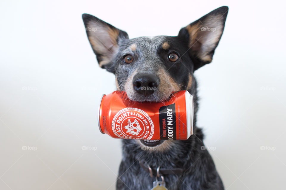 Australian cattle dog, ballast point, beer