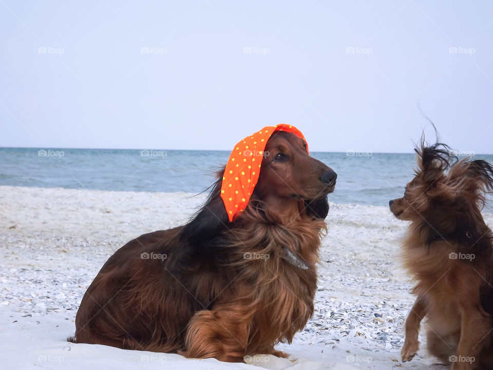 Brown dogs on the seashore