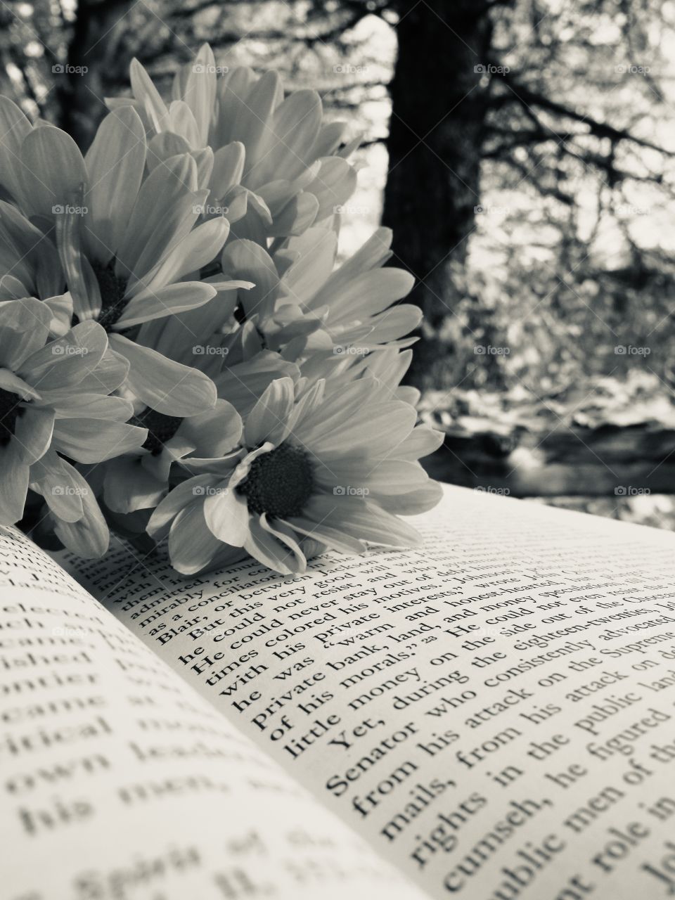 Daffodils on a book