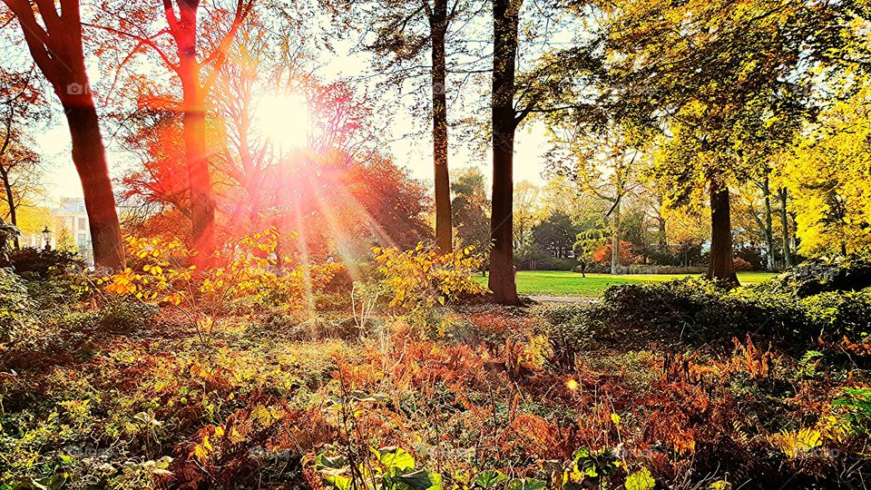 Scenic view of park in autumn