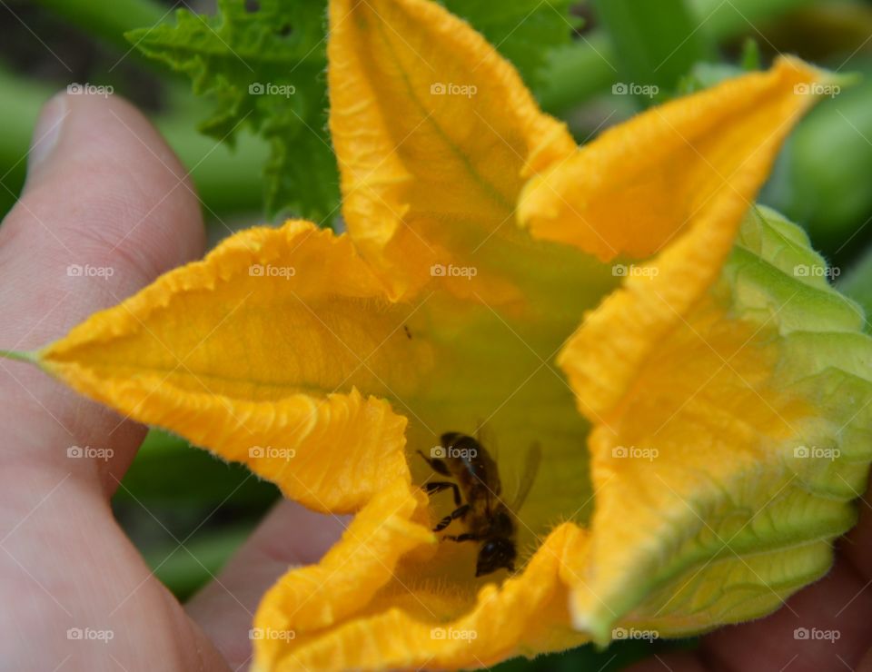 Person holding flower with bee inside