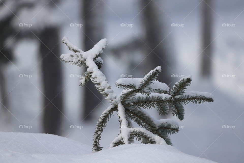 Young pine tree popping out of snow 