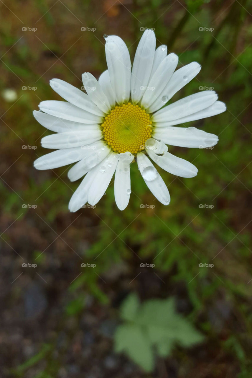 Daisy Dew unedited