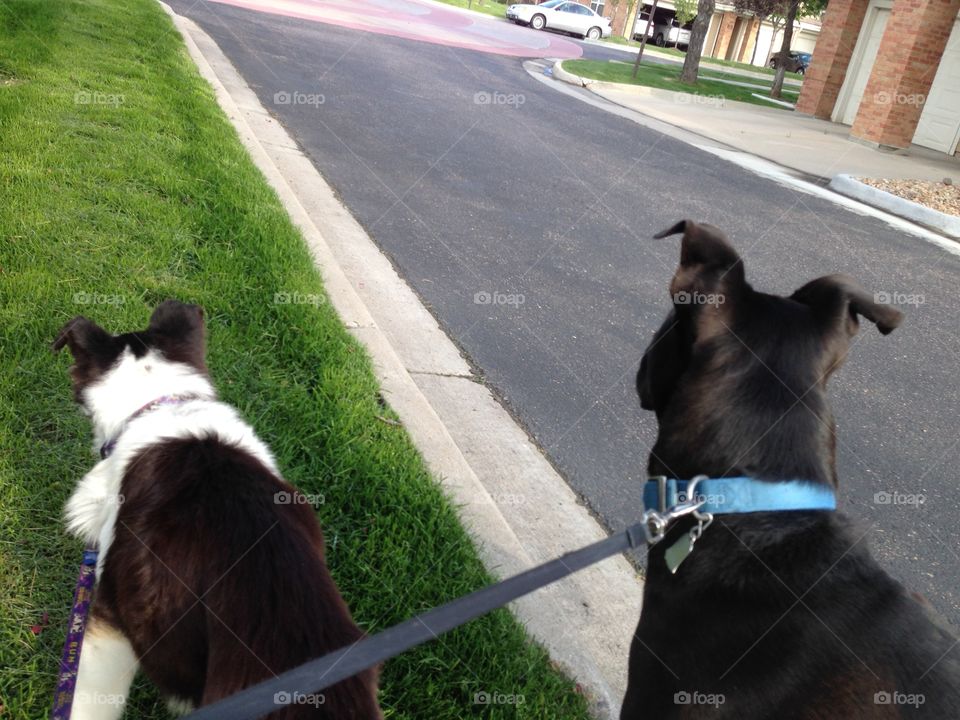 Morning walk puppy buddies