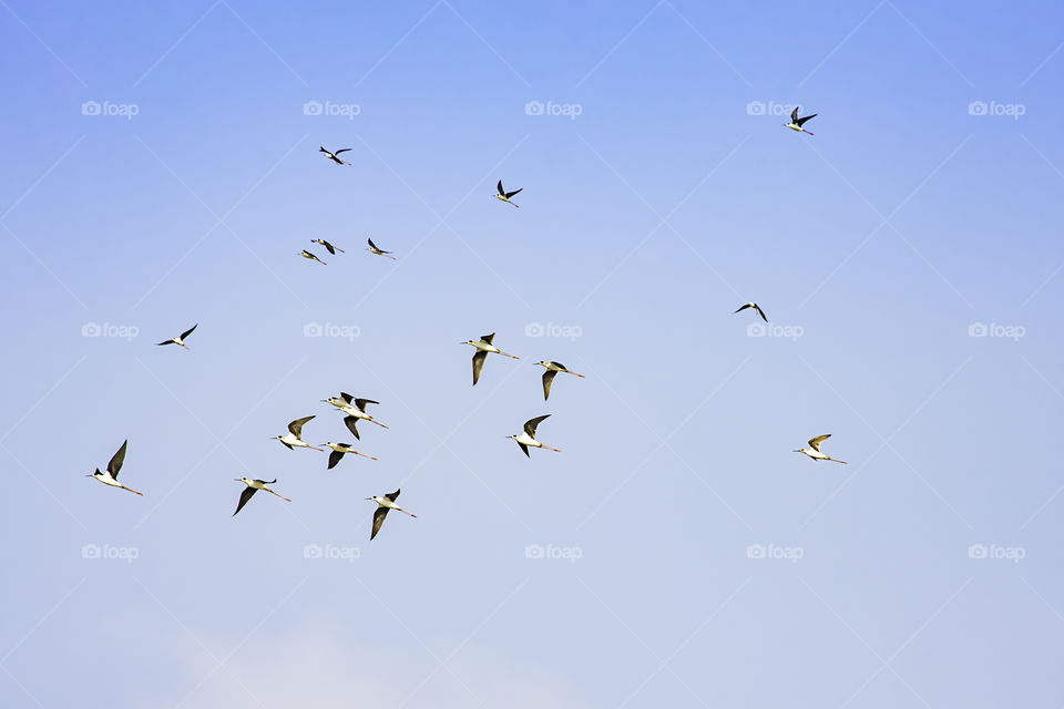 Flocks of birds flying in the sky.