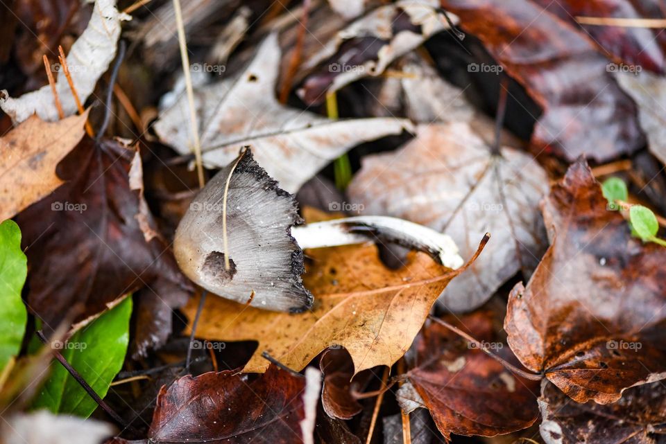 Searching for shrooms around us. Let the hunt begin!