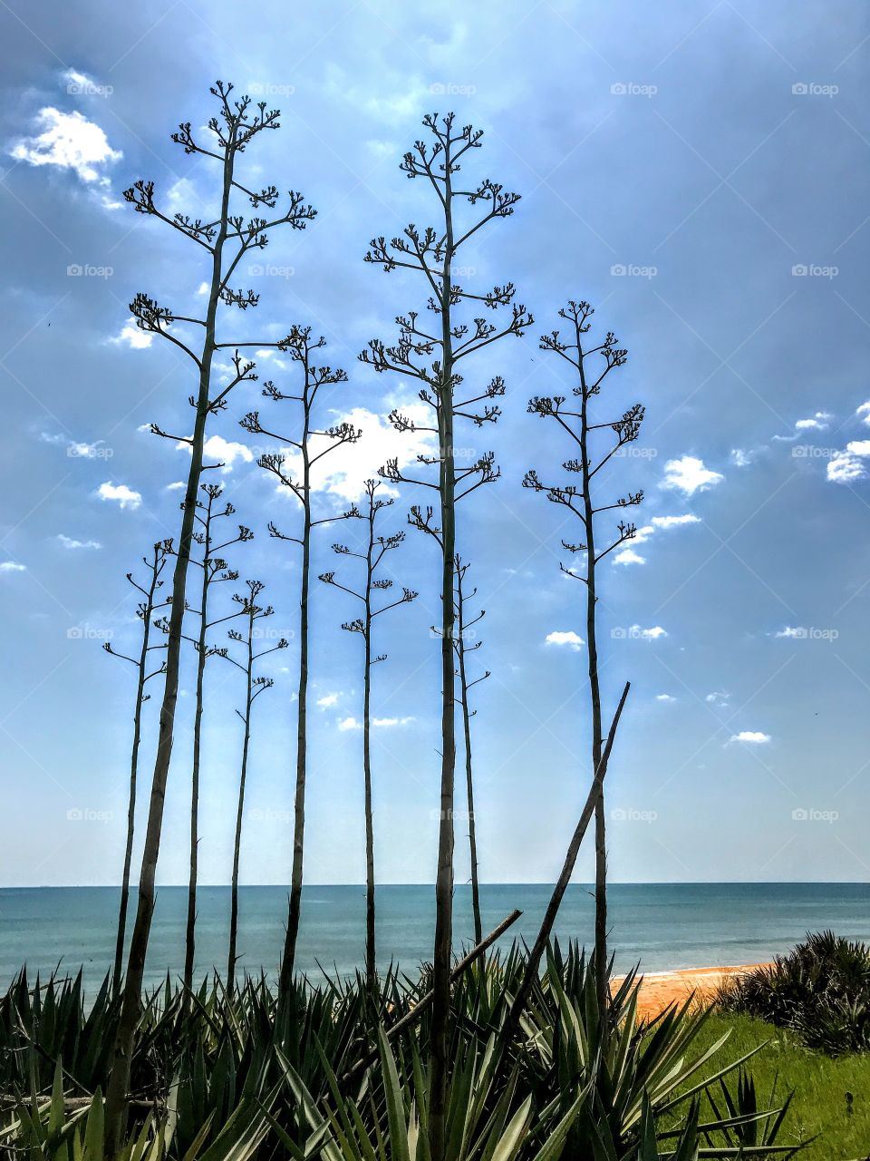 Coastal agave blooms