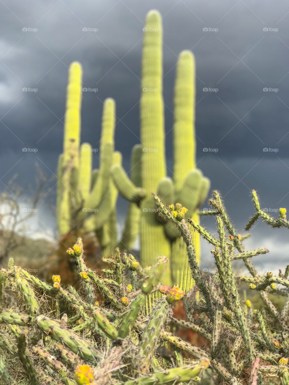 Desert Landscape - Saguaro Cactus 