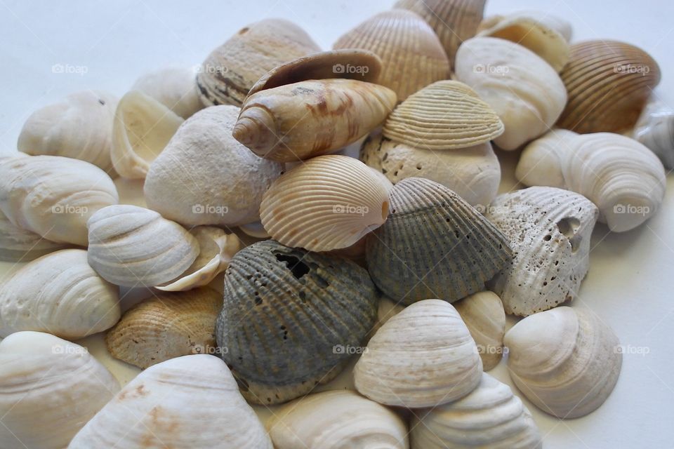 Seashells 