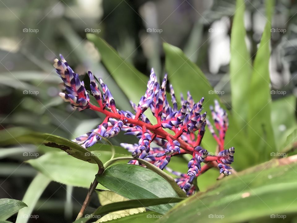Exotic flowers in a green house 