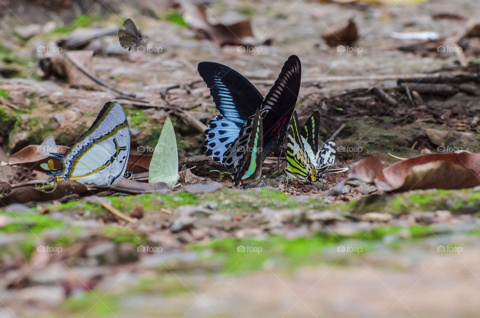 colourful butterflies