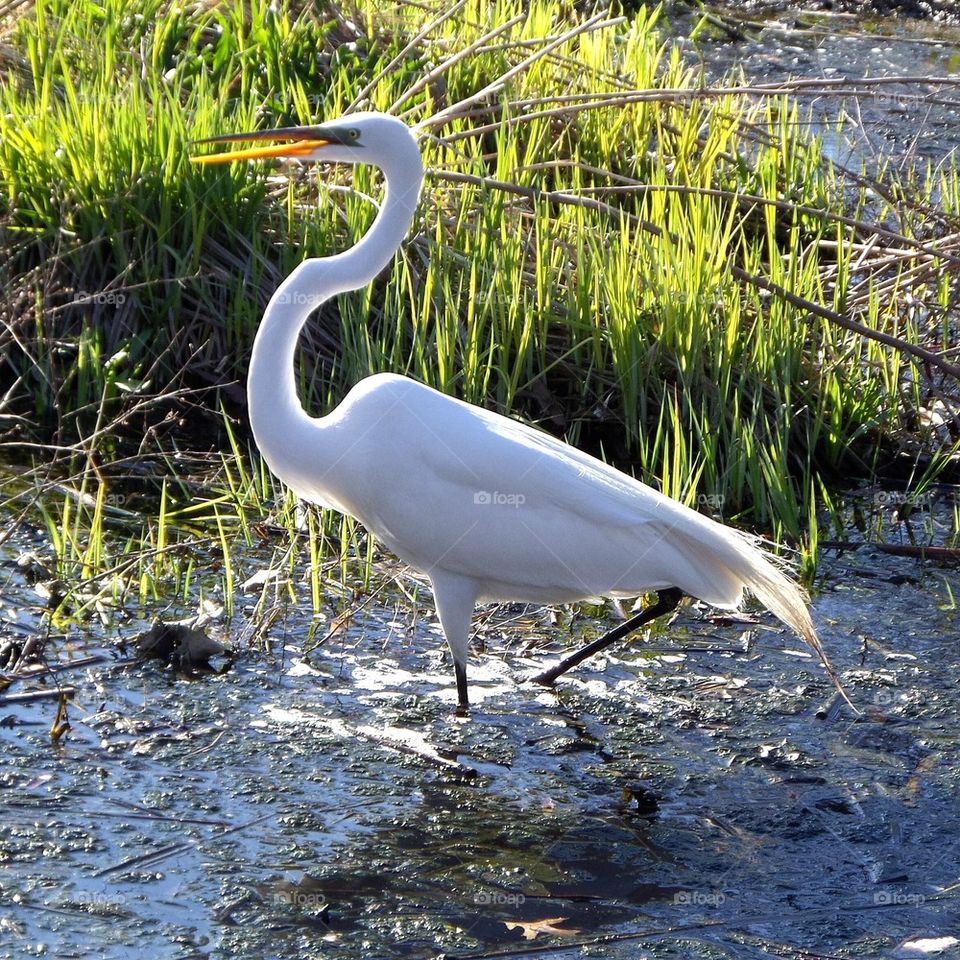 Egret on the Prowl