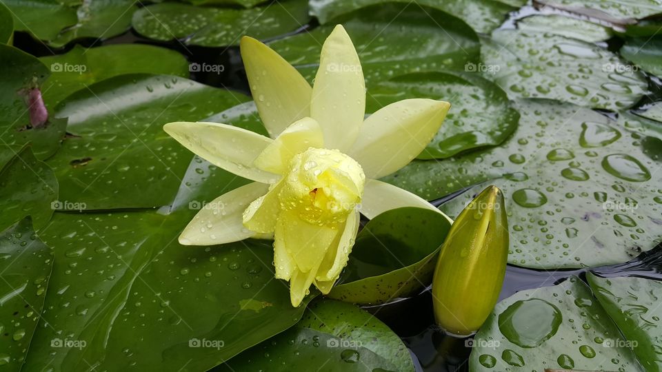 Water lily