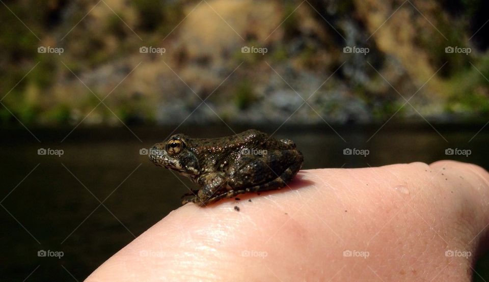 River Frog