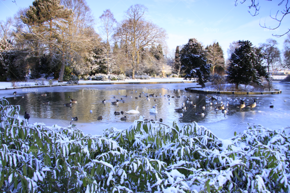 Darlington South Park lake. On a cold winter day