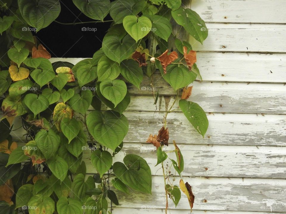 Autumn fall season showing the renewal of old leaves giving places to new ones with green, yellow, brown and orange colors with climbing plant on old small wooden structure.