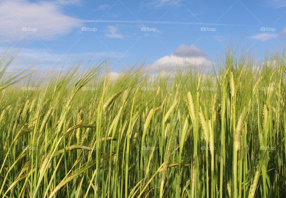 View of skane landscape