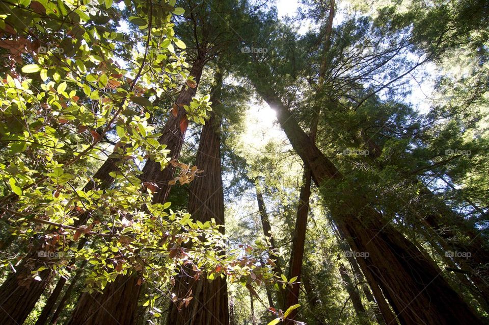Redwood trees