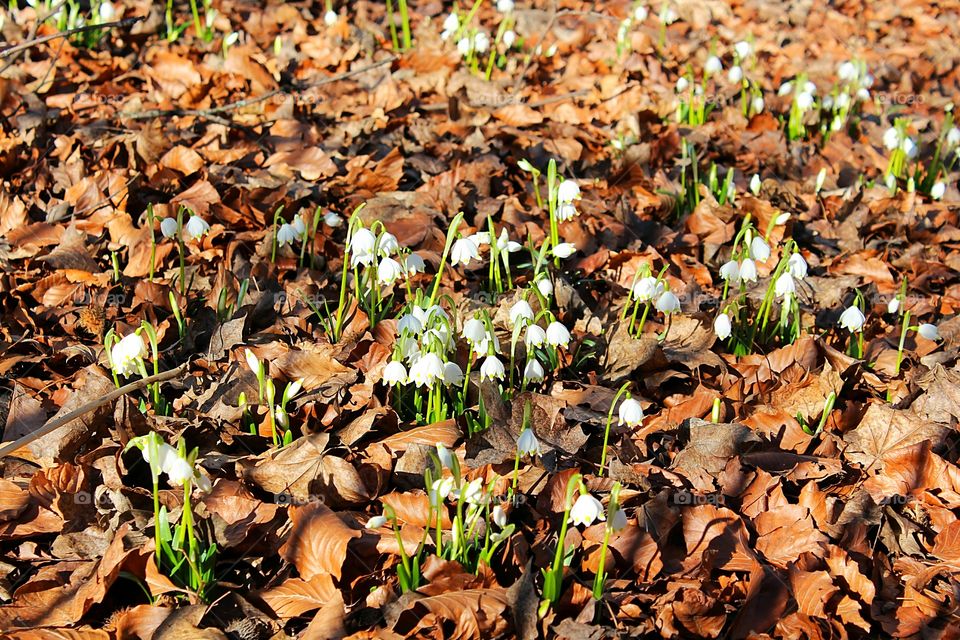 snowdrops growing between dead leaves