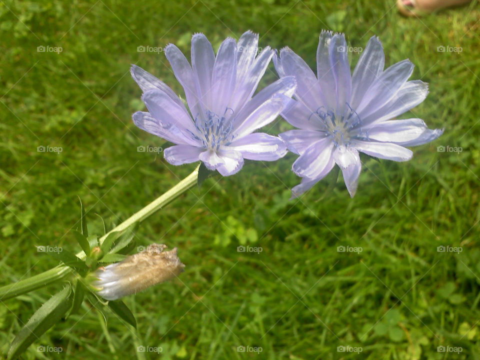 green flowers nature blue by jmh