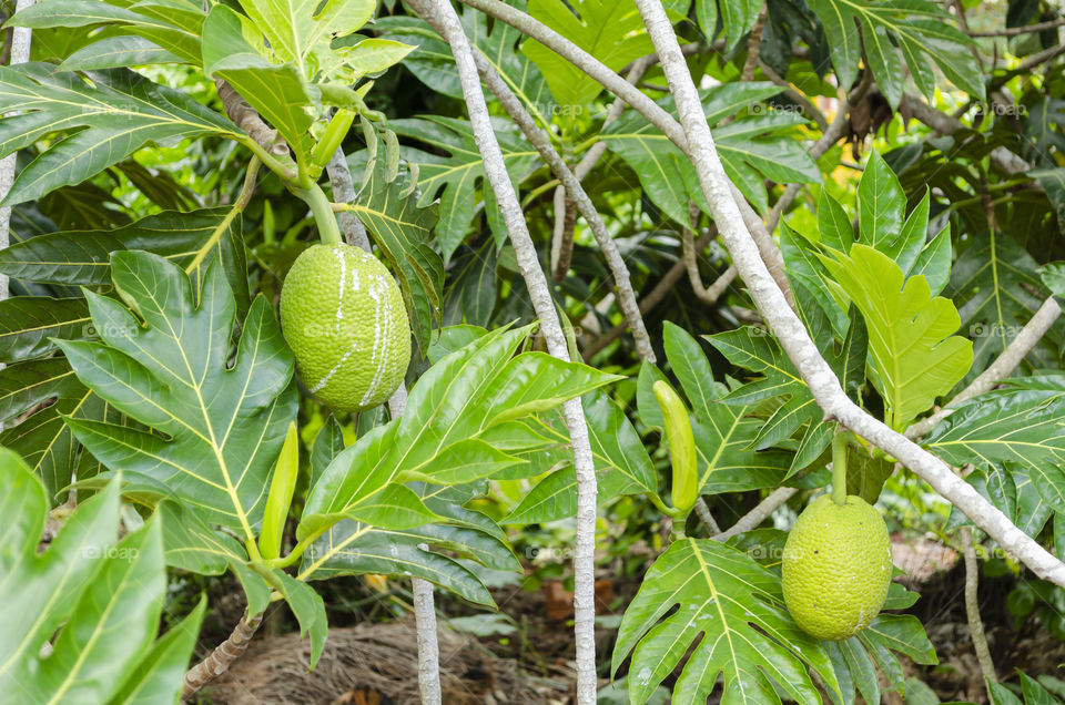 Breadfruits On Branches