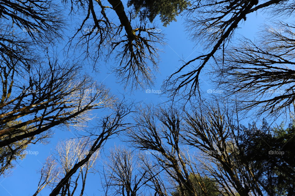 Top of tall trees merging into the sky