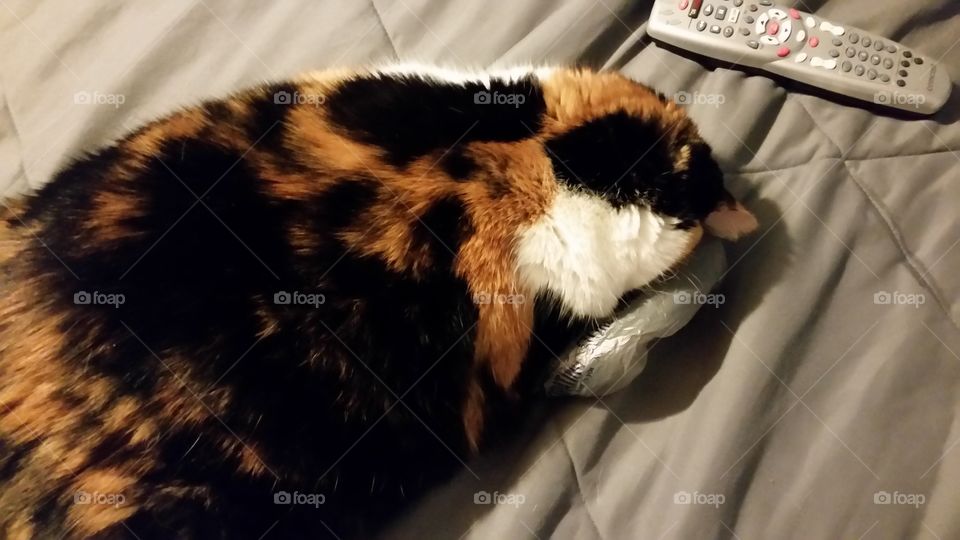 Cat sleeping on plastic bag