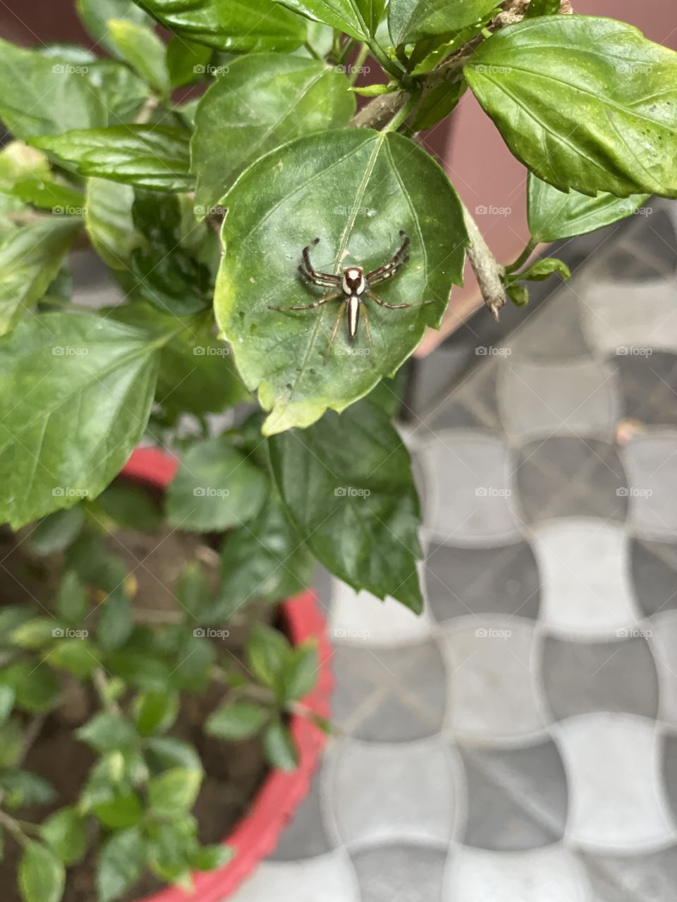 Beautiful spider is sitting on a leaf.