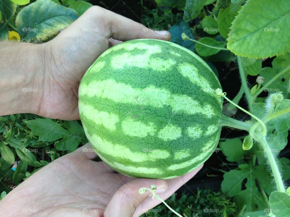 Close-up of person's hand holding watermelon