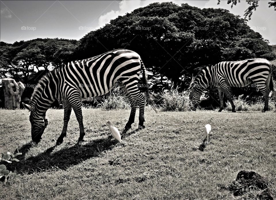 Zebras at the zoo in black and white 