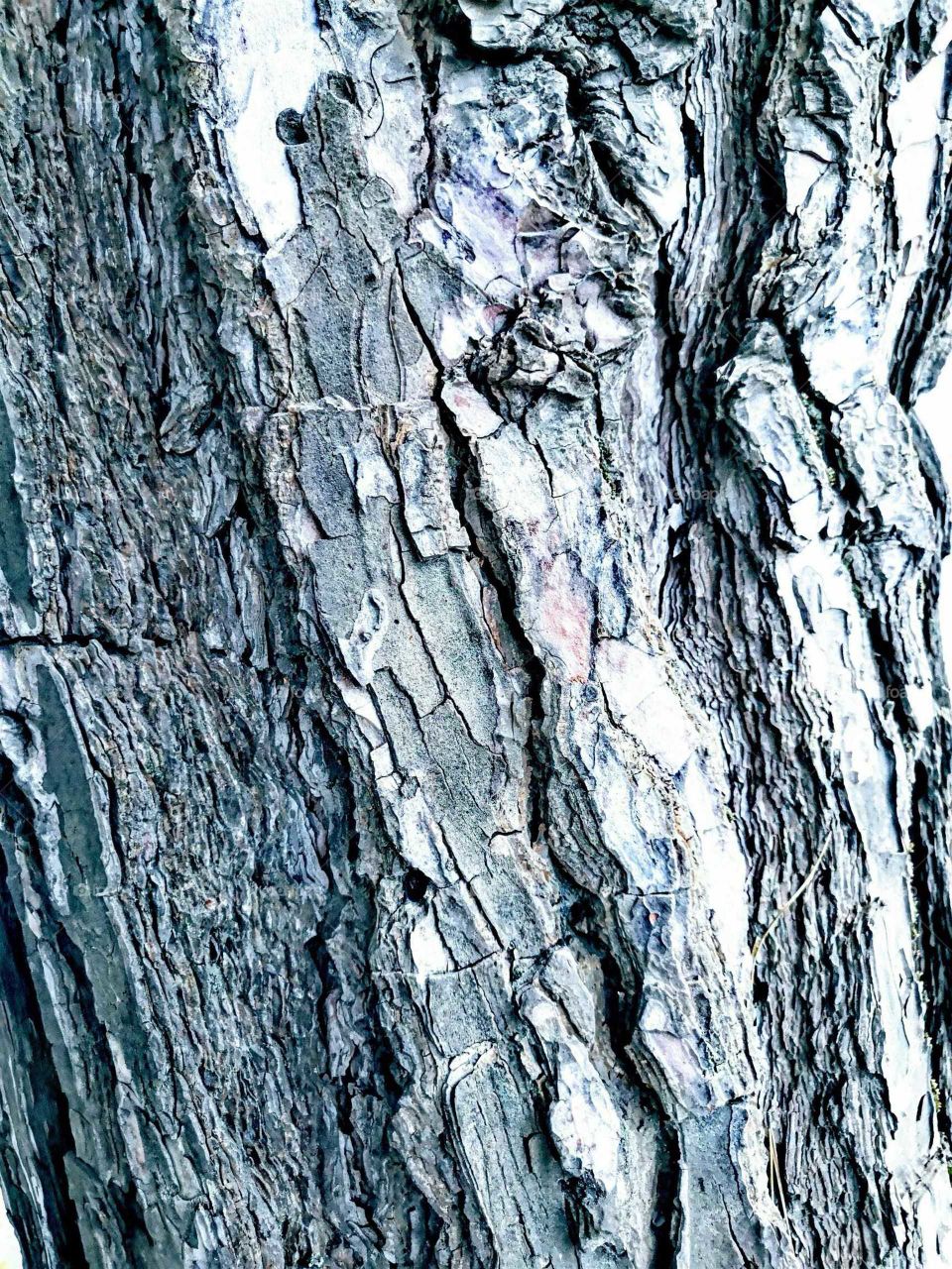 Bark