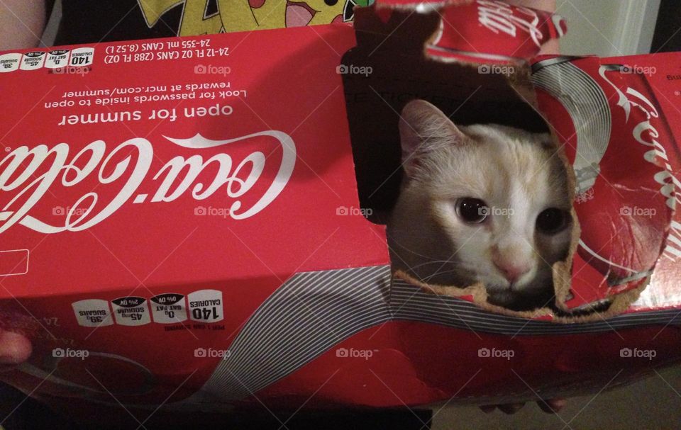 Precious little White kitty Cat hiding out in a Coca Cola box