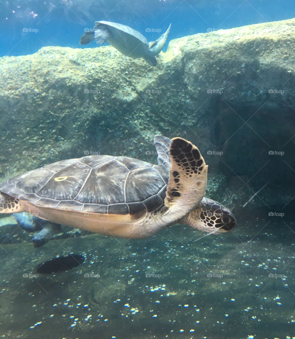 A turtle swimming at the Maui Ocean Centre in Hawaii