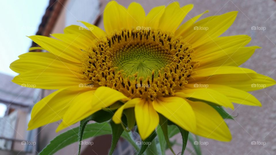 sunflower