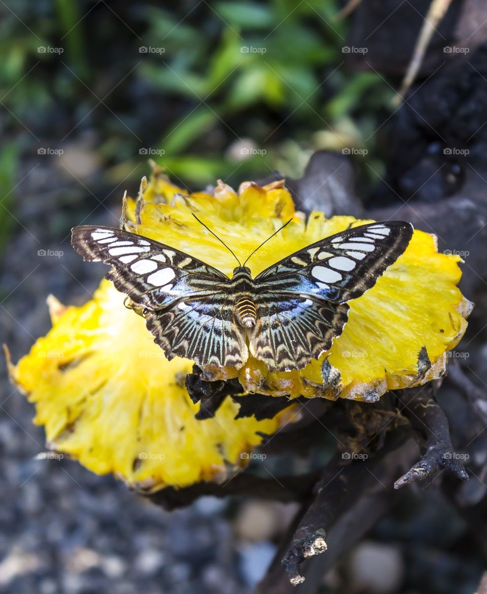 Butterfly on yellow pineapple