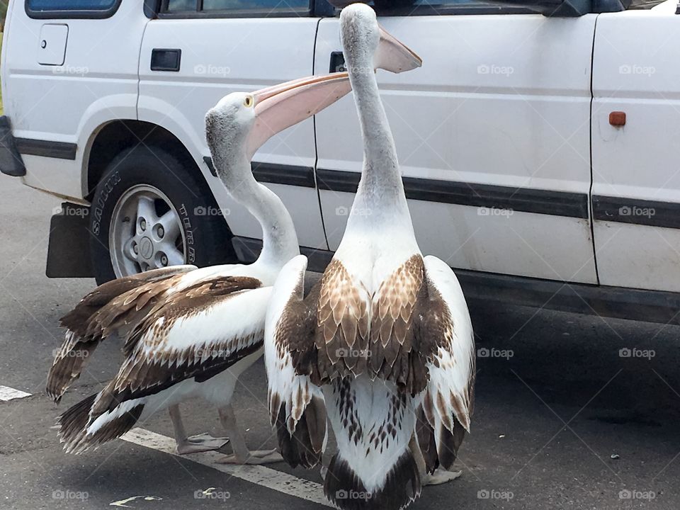 Giant Australian seagulls, just kidding! Two large Pelicans begging for food handouts from
People in parked car at beach